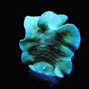 C155 - SDC MINT CHIP PAVONA XL