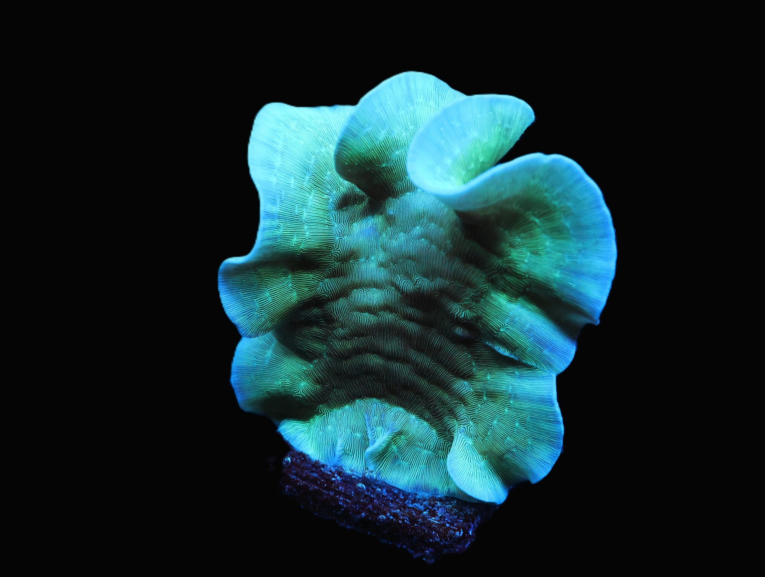 C155 - SDC MINT CHIP PAVONA XL