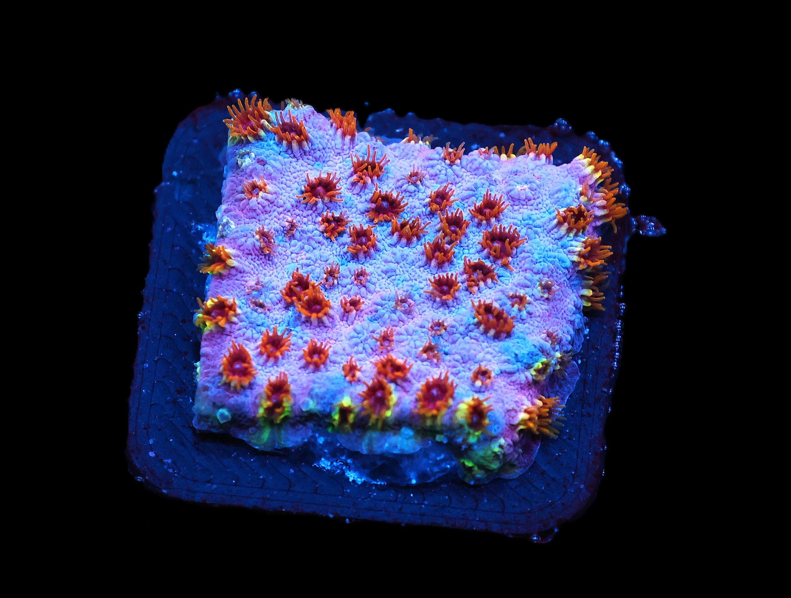 C156 - SDC SKITTLES BOMB CYPHASTREA