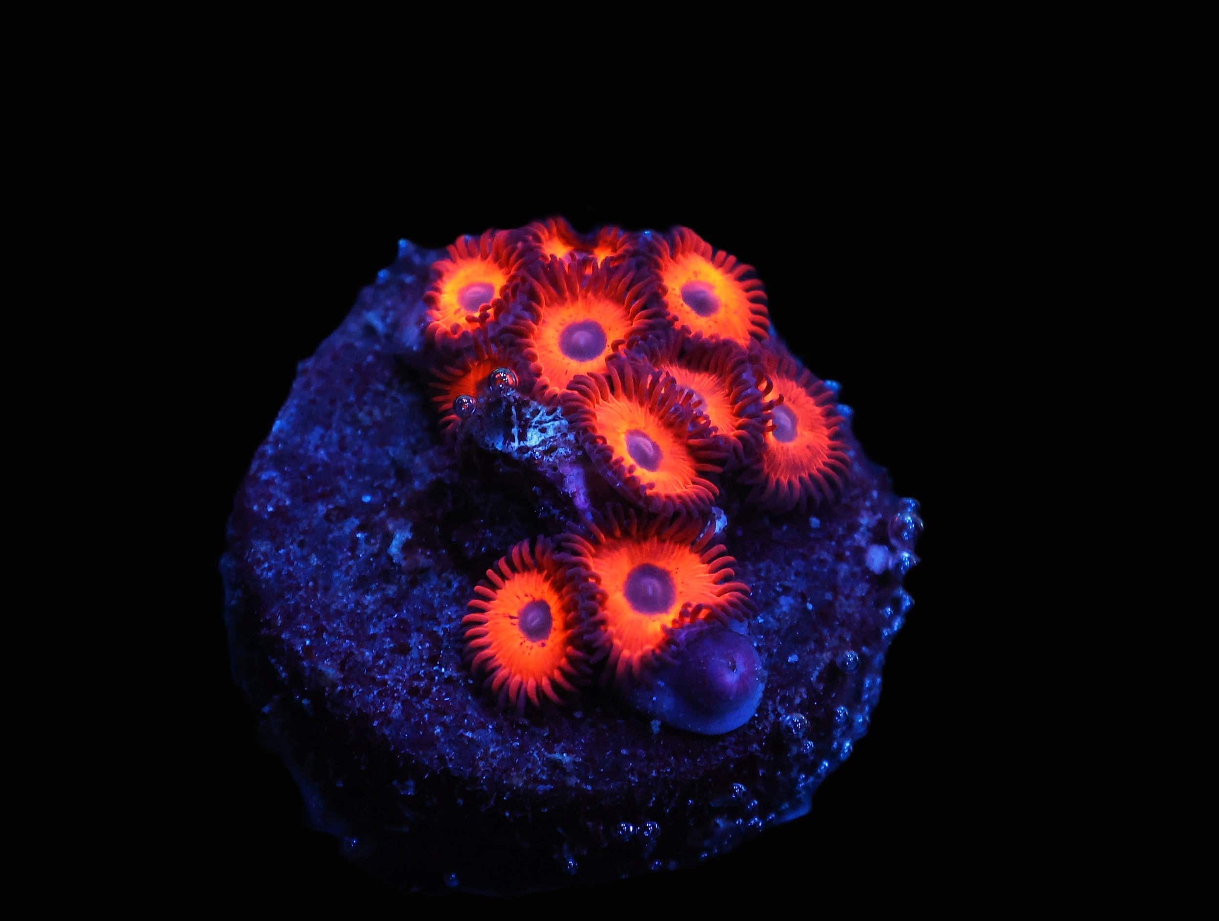 C165 - KED''S REDS ZOA