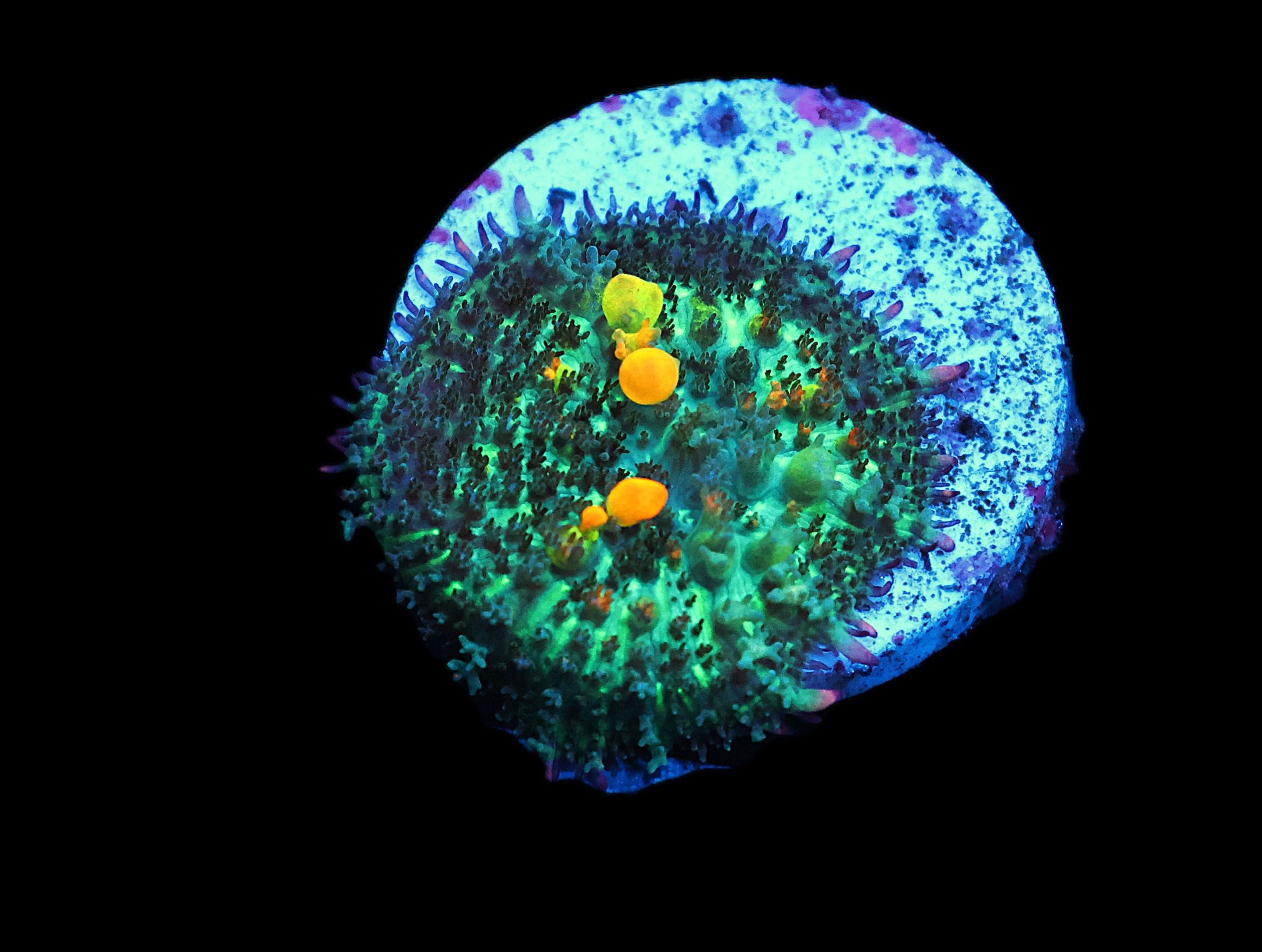 C21 - SDC OG BOUNCE MUSHROOM SMALL