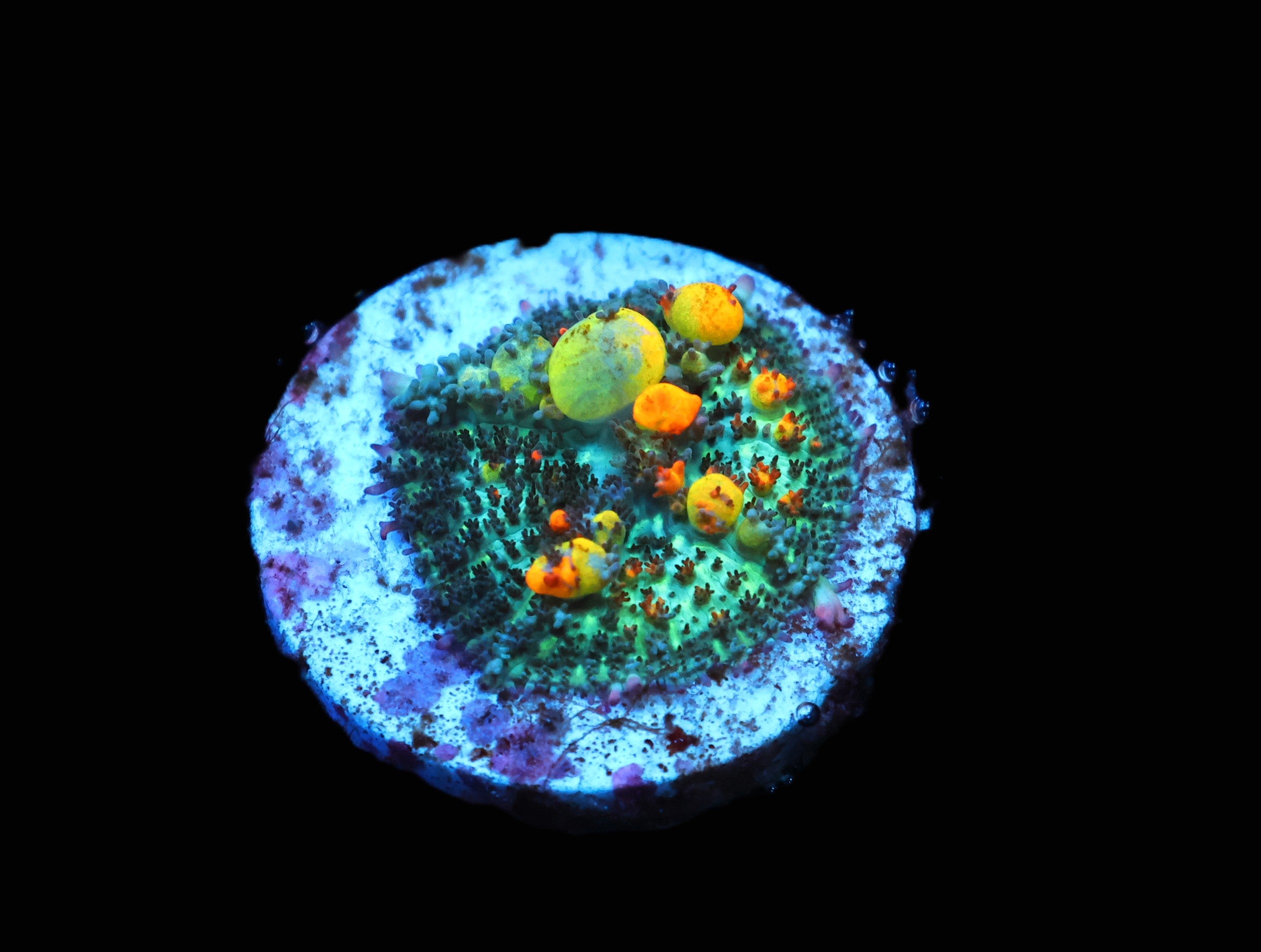 C260 - SDC MULTICOLOR BOUNCE RHODACTIS MUSHROOM SMALL