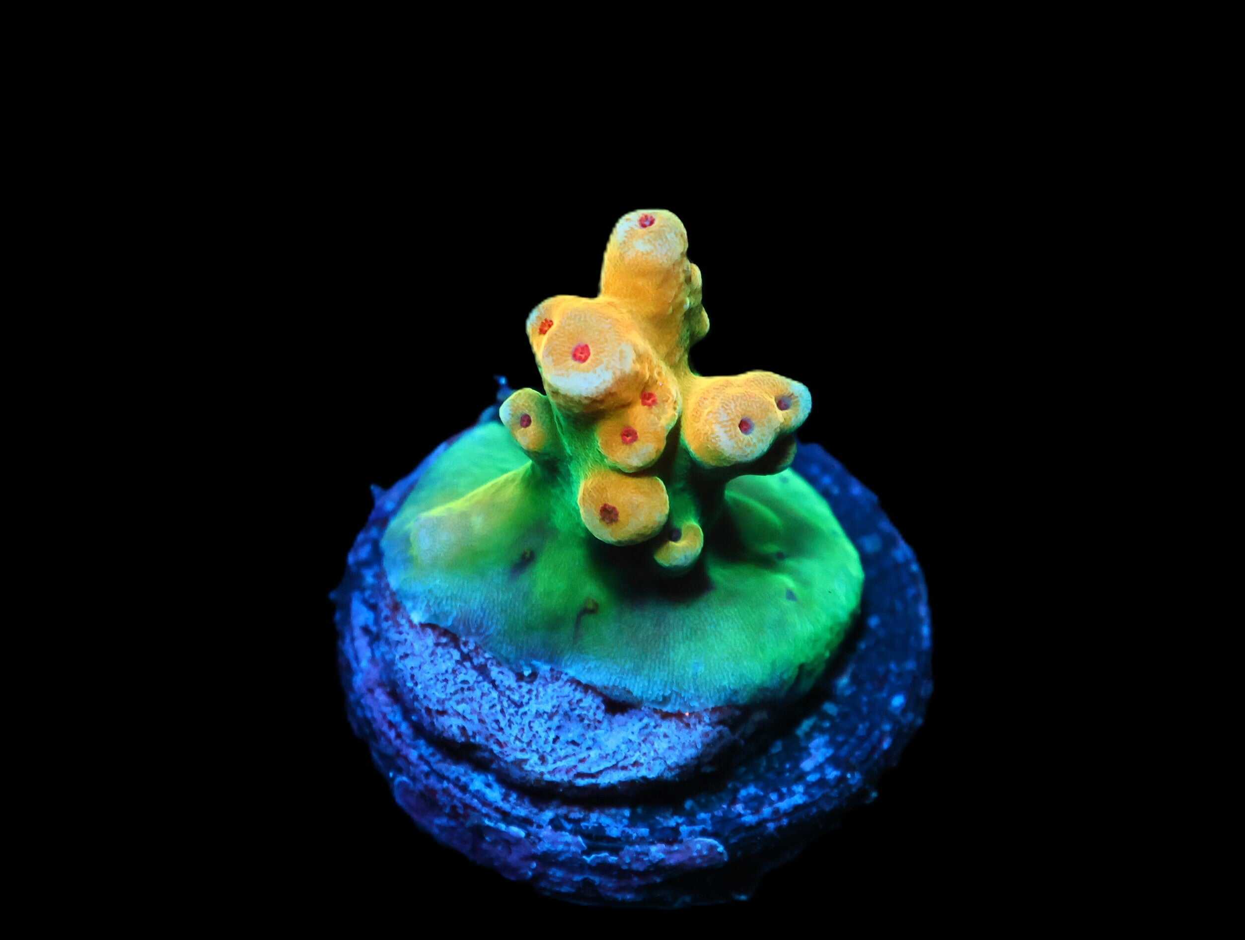 C277 - SDC ELECTRIC REEF ACRO