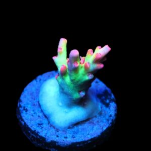 C288 - SDC SHORTCAKE ACRO