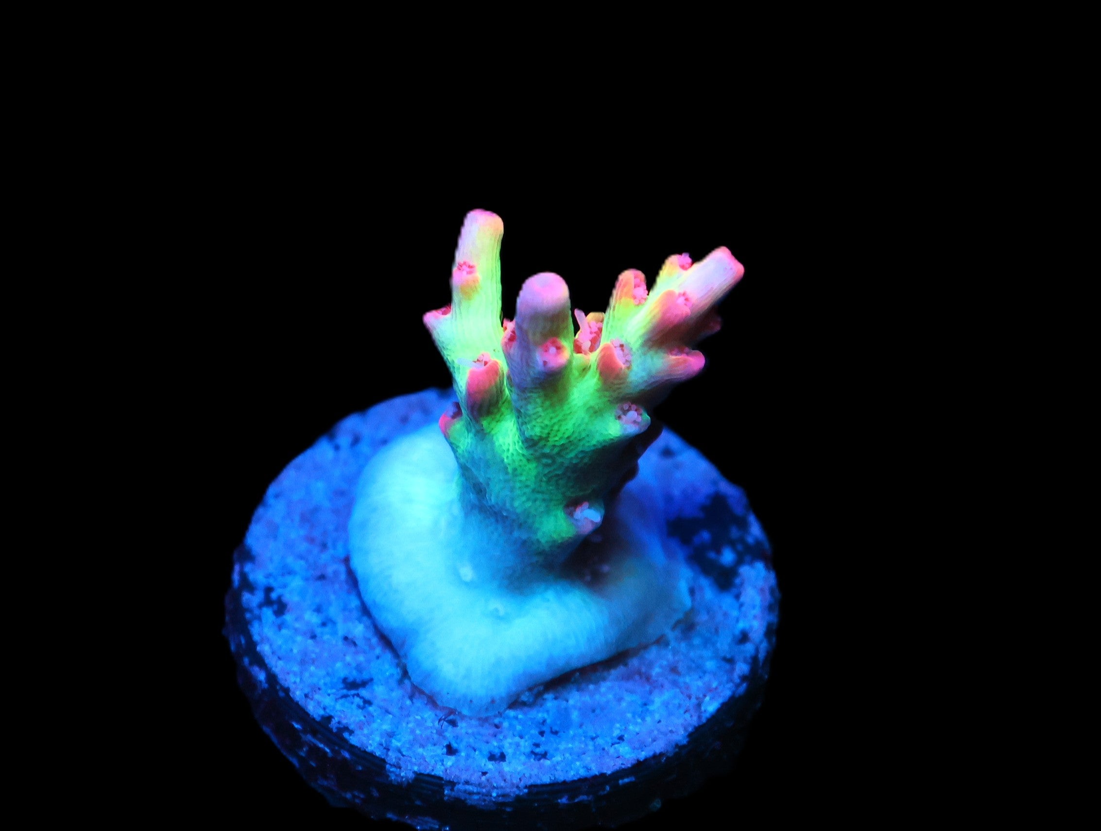 C288 - SDC SHORTCAKE ACRO