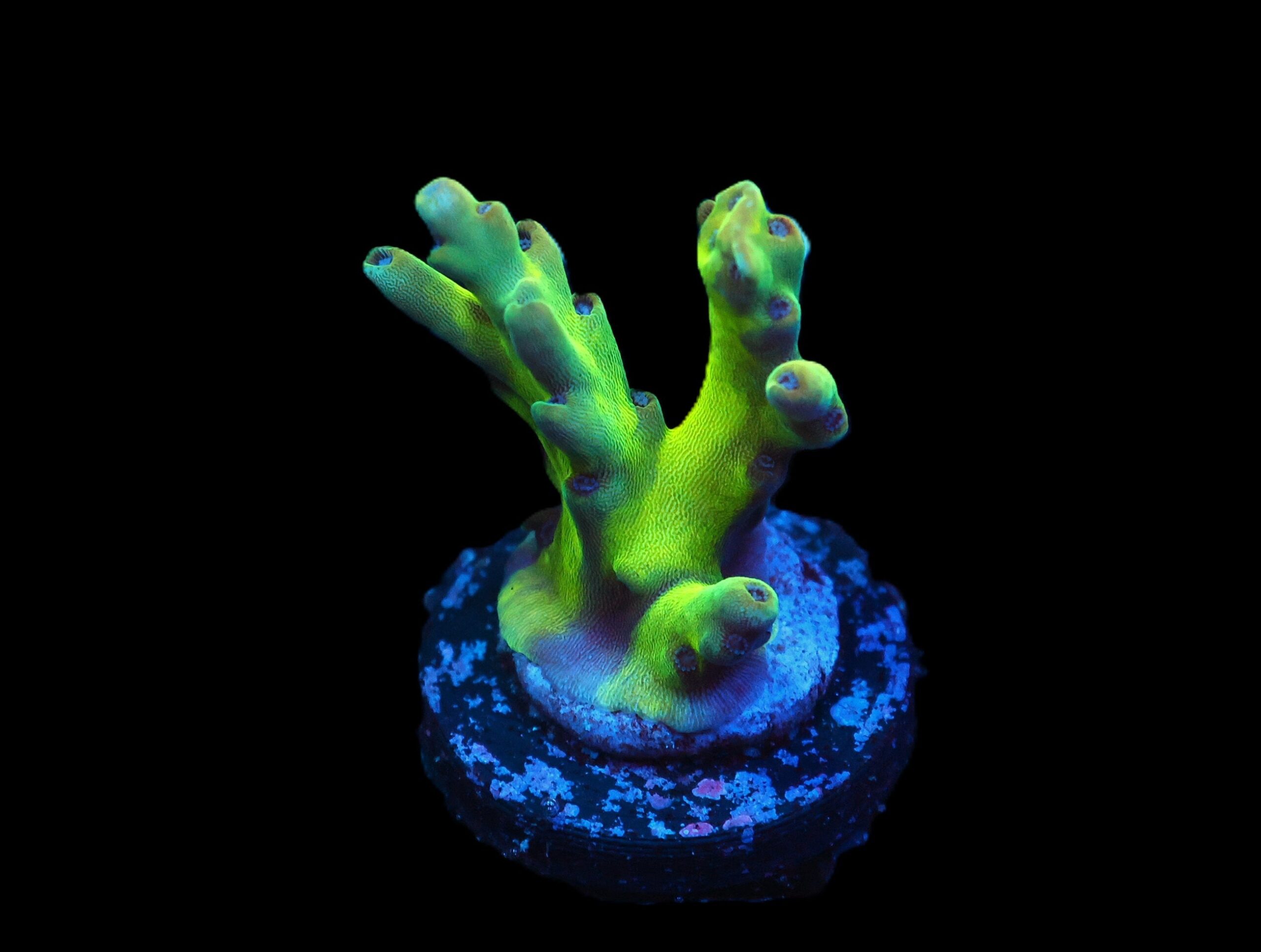 C300 - SDC ACROPORA LOKANI CULT