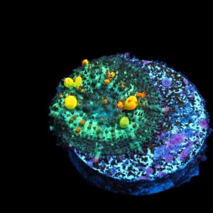 C36 - SDC OG BOUNCE MUSHROOM SMALL