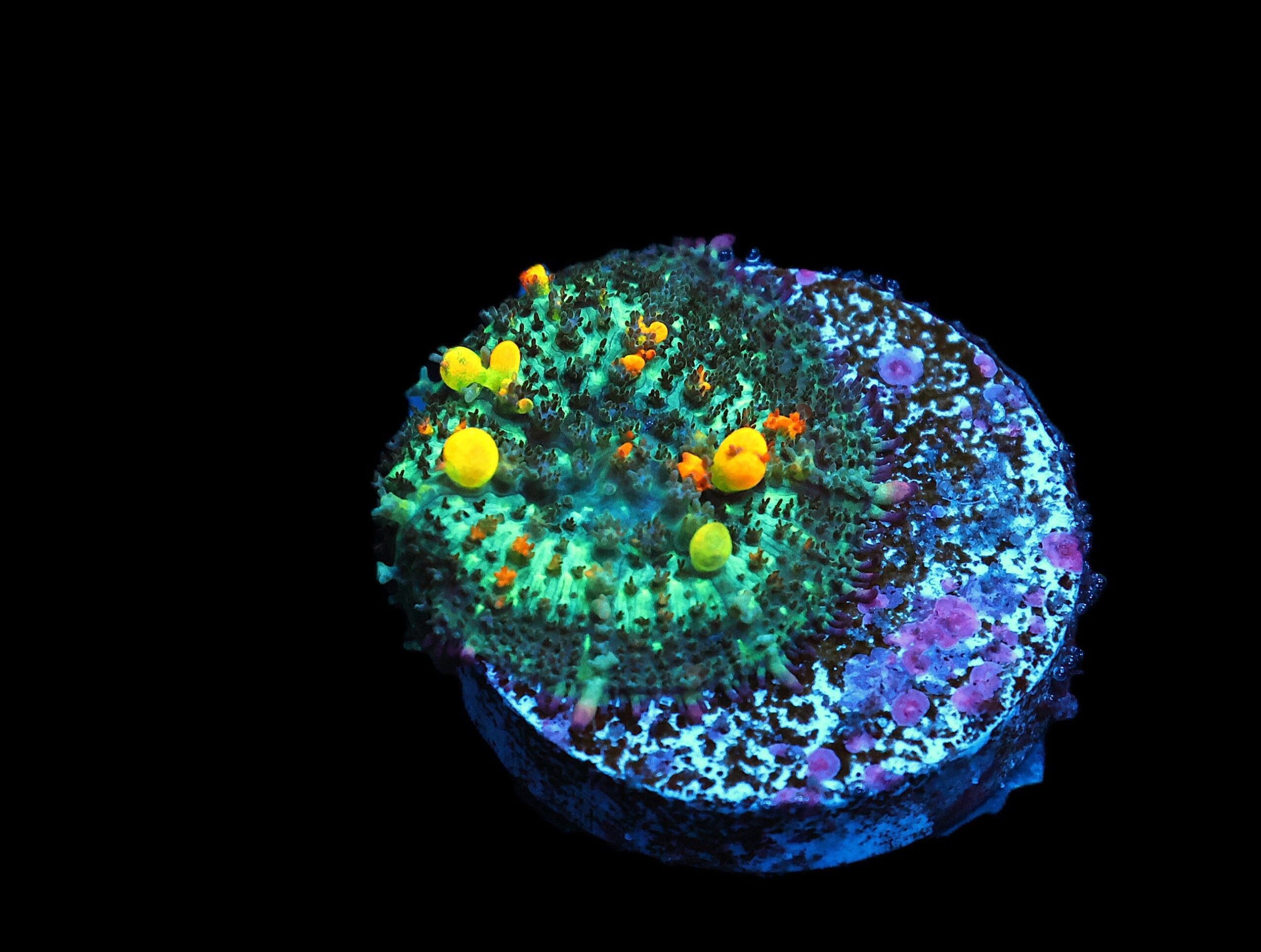 C36 - SDC OG BOUNCE MUSHROOM SMALL