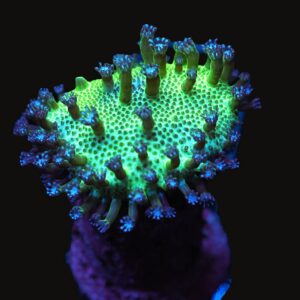 C67 - JAPANESE GREEN SARCOPHYTON