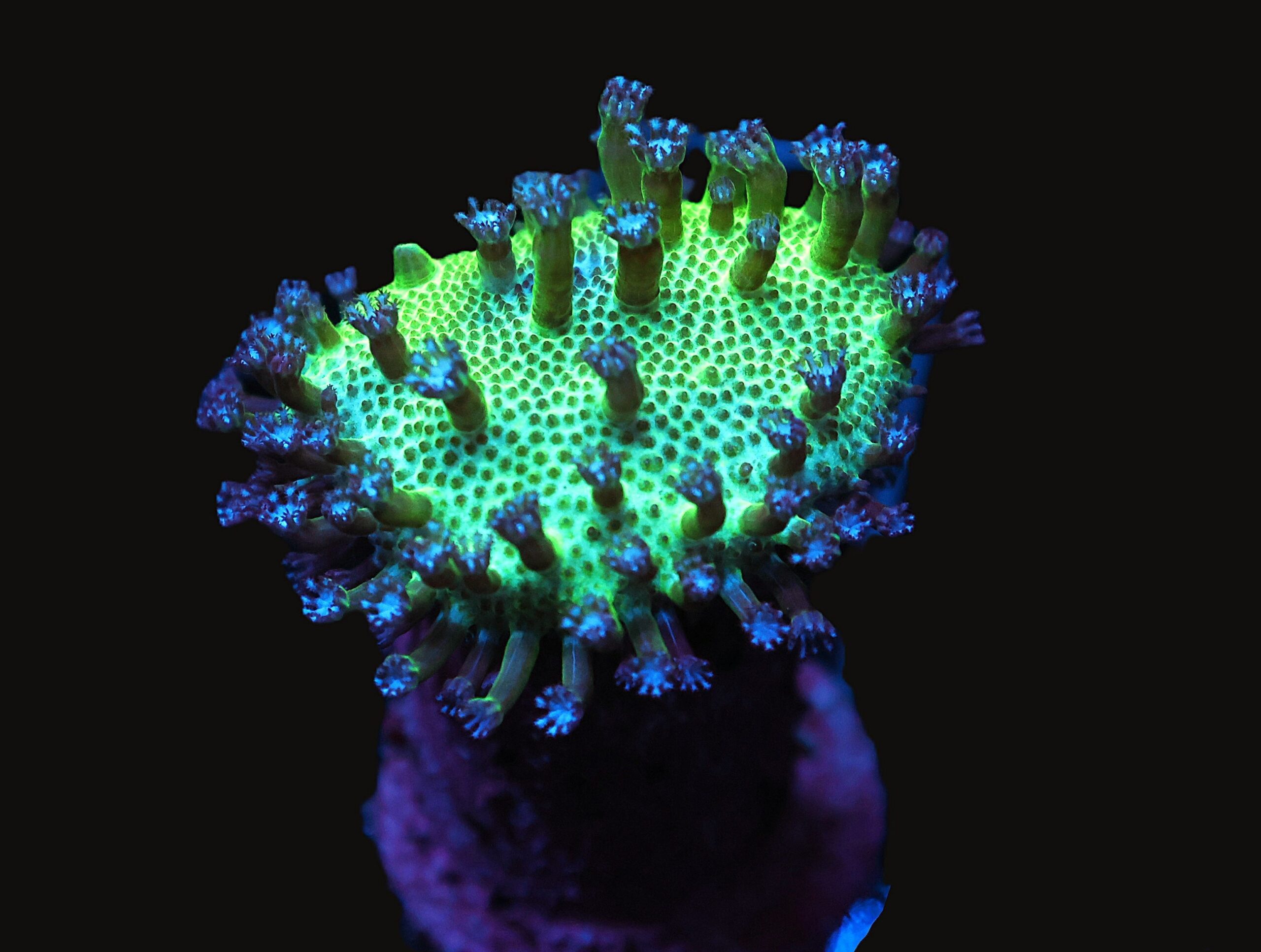 C67 - JAPANESE GREEN SARCOPHYTON