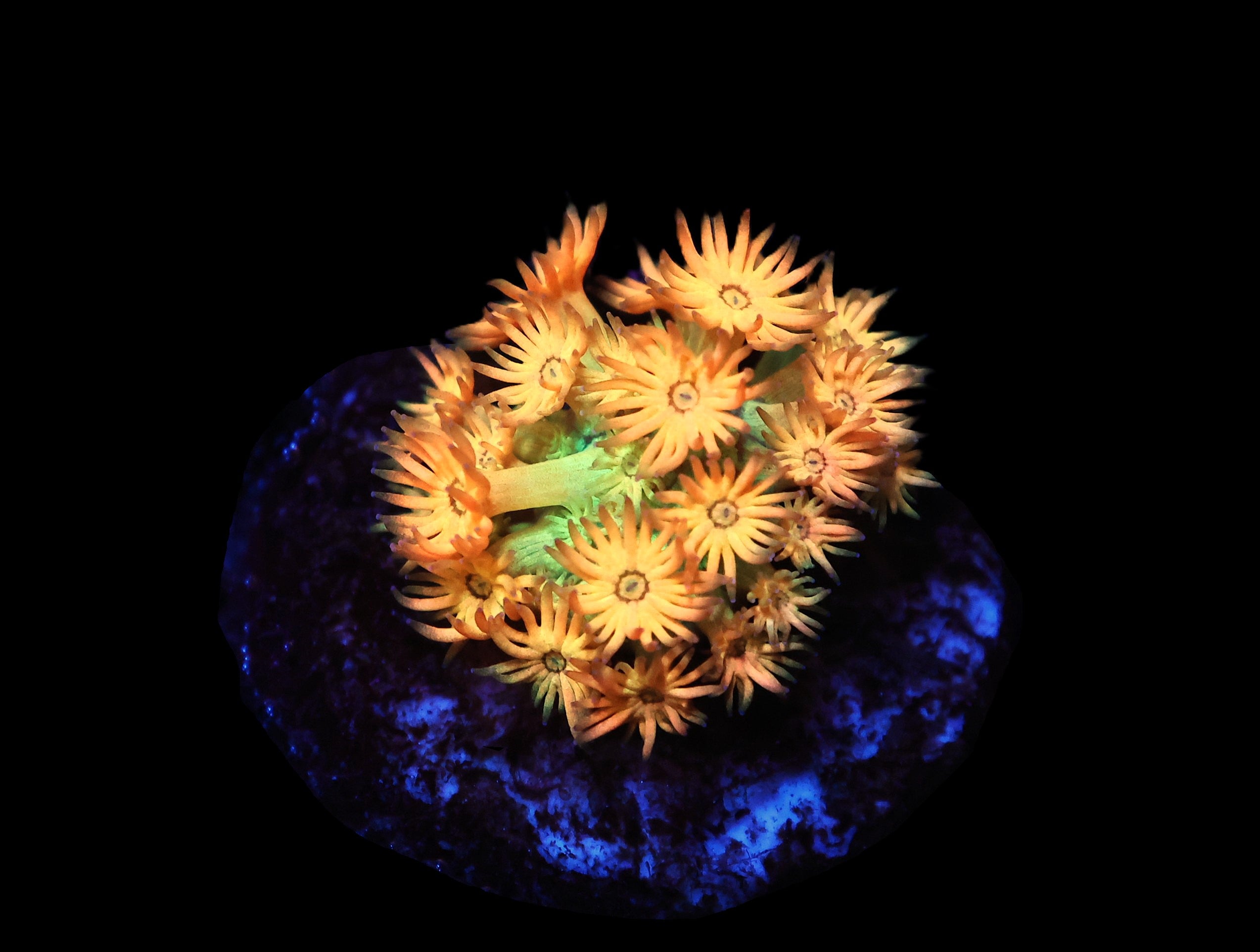 C87 - AMAZEBALLS GONIOPORA