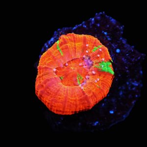 C92 - CAPTIVE SPAWNED SCOLYMIA AUSTRALIS