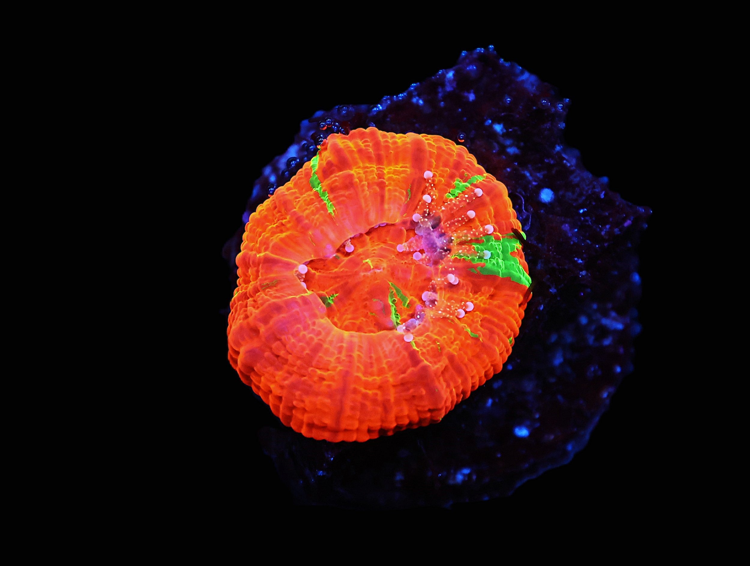 C92 - CAPTIVE SPAWNED SCOLYMIA AUSTRALIS