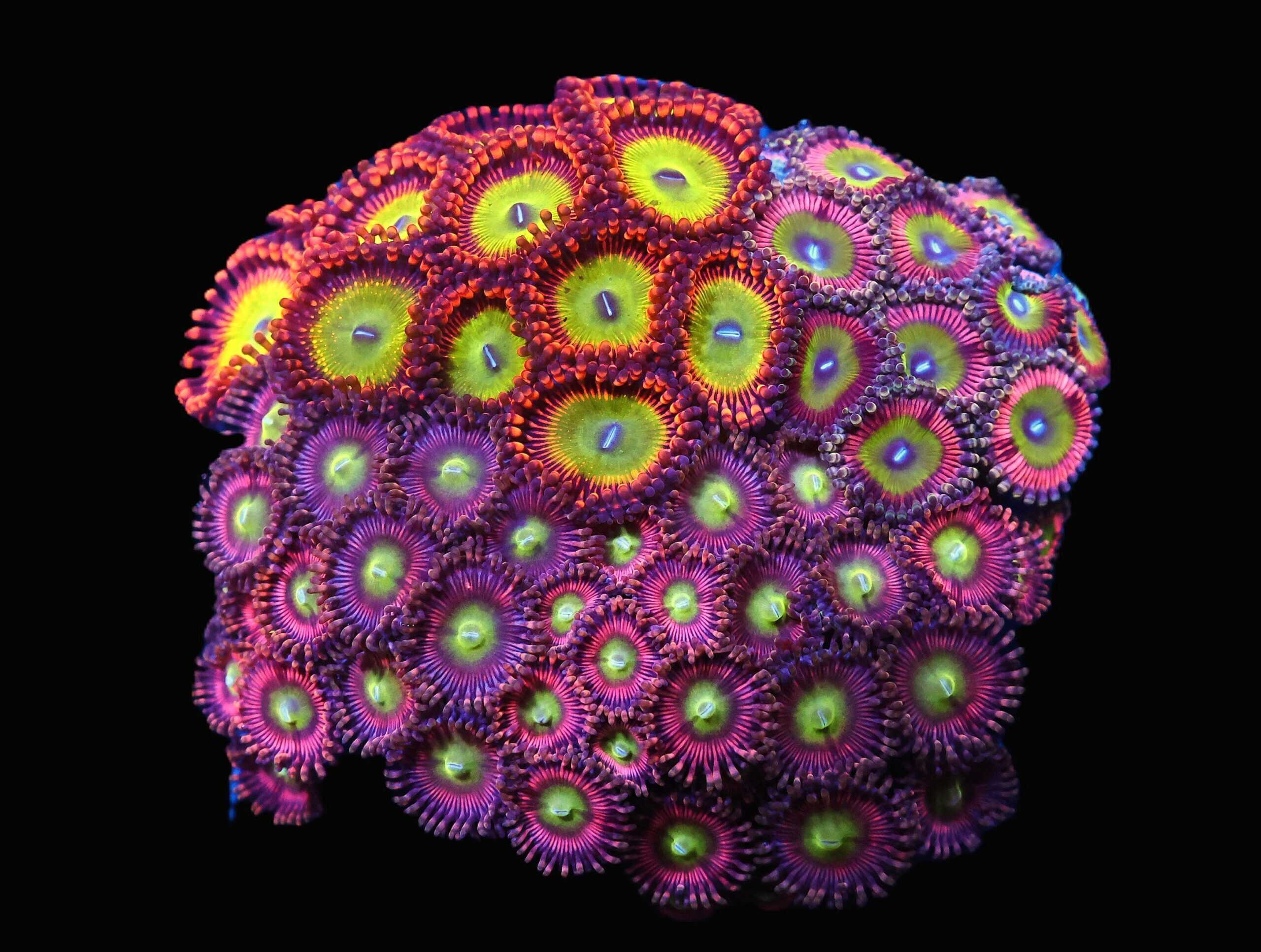 C90 - CULTURED ZOA GARDEN