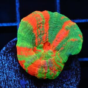 C94 - BLEEDING APPLE SCOLYMIA AUSTRALIS CULTURED