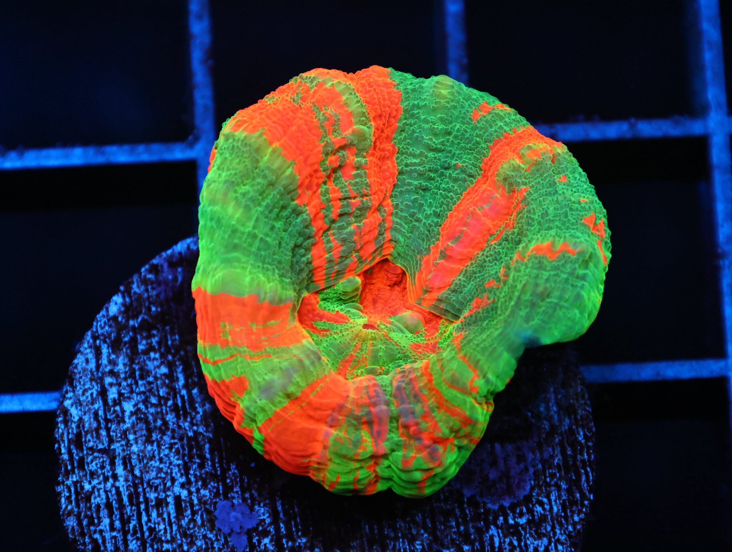 C94 - BLEEDING APPLE SCOLYMIA AUSTRALIS CULTURED