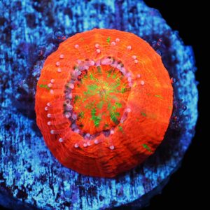 C96 - CAPTIVE SPAWNED SCOLYMIA AUSTRALIS