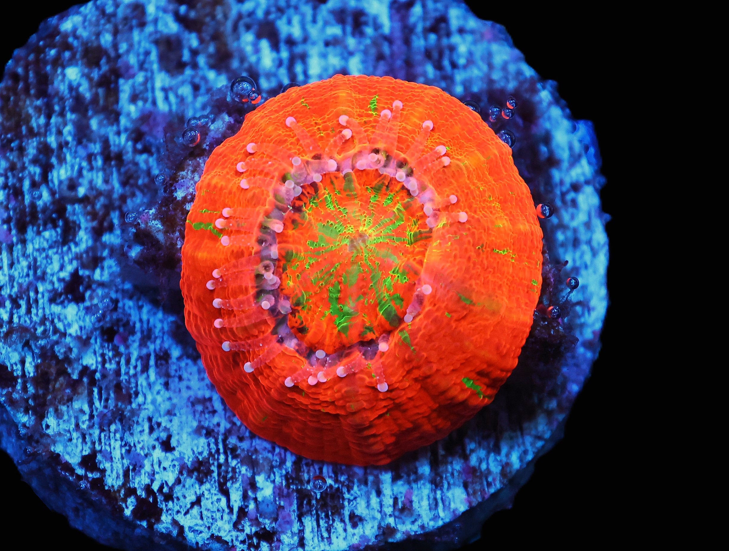 C96 - CAPTIVE SPAWNED SCOLYMIA AUSTRALIS