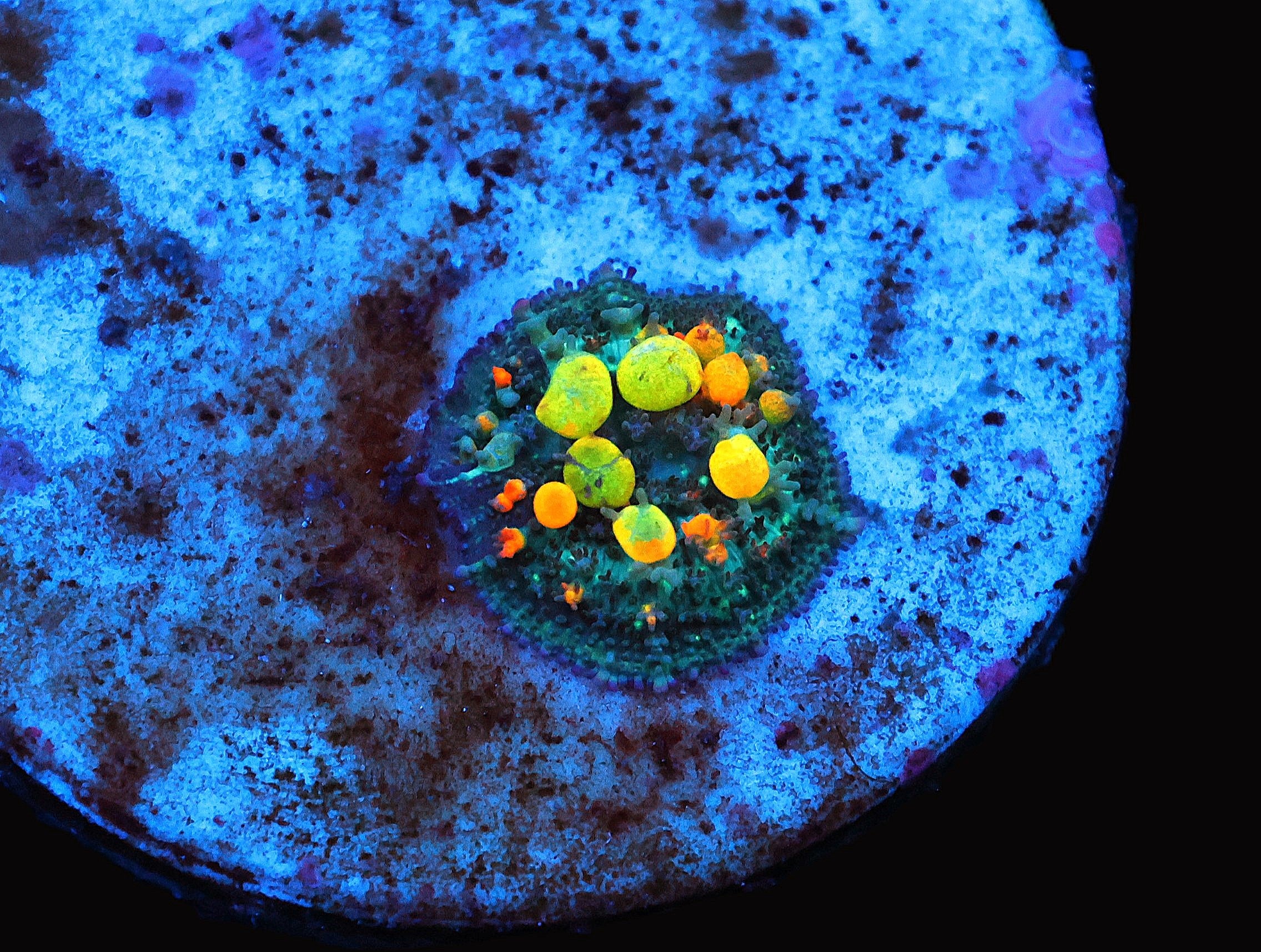 C97 - SDC OG BOUNCE MUSHROOM SMALL