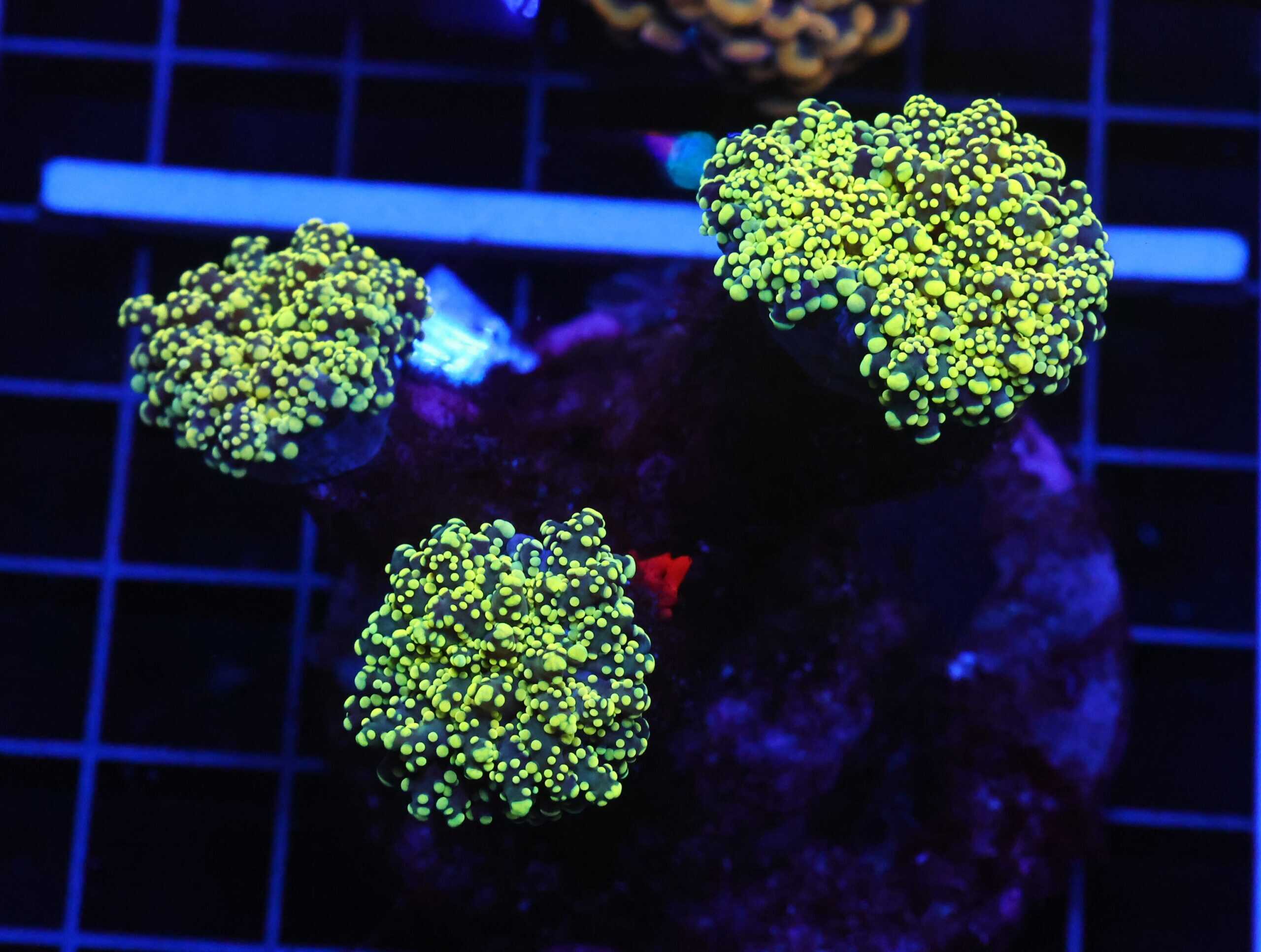 D07 - INDO FROGSPAWN BRANCH GAMMA RAY 3 HEAD