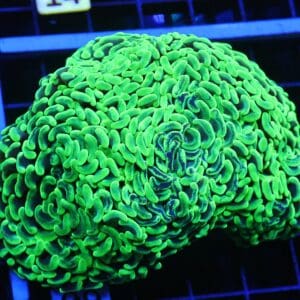 D09 - AUSSIE HAMMER THICK BRANCH NEON GREEN 4 HEAD