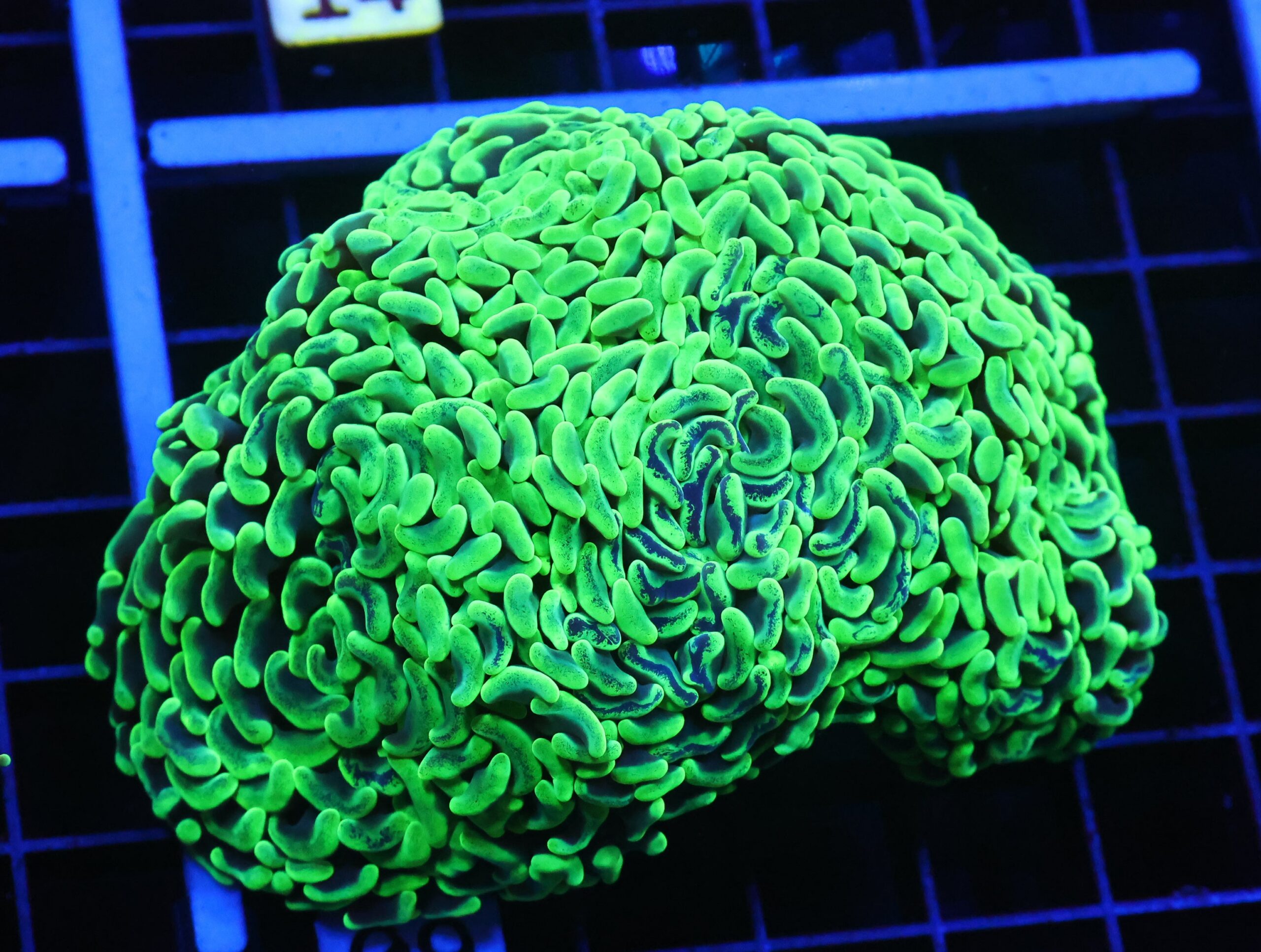 D09 - AUSSIE HAMMER THICK BRANCH NEON GREEN 4 HEAD