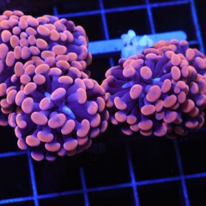 D100 - INDO HAMMER BRANCH ORANGE 7 HEAD