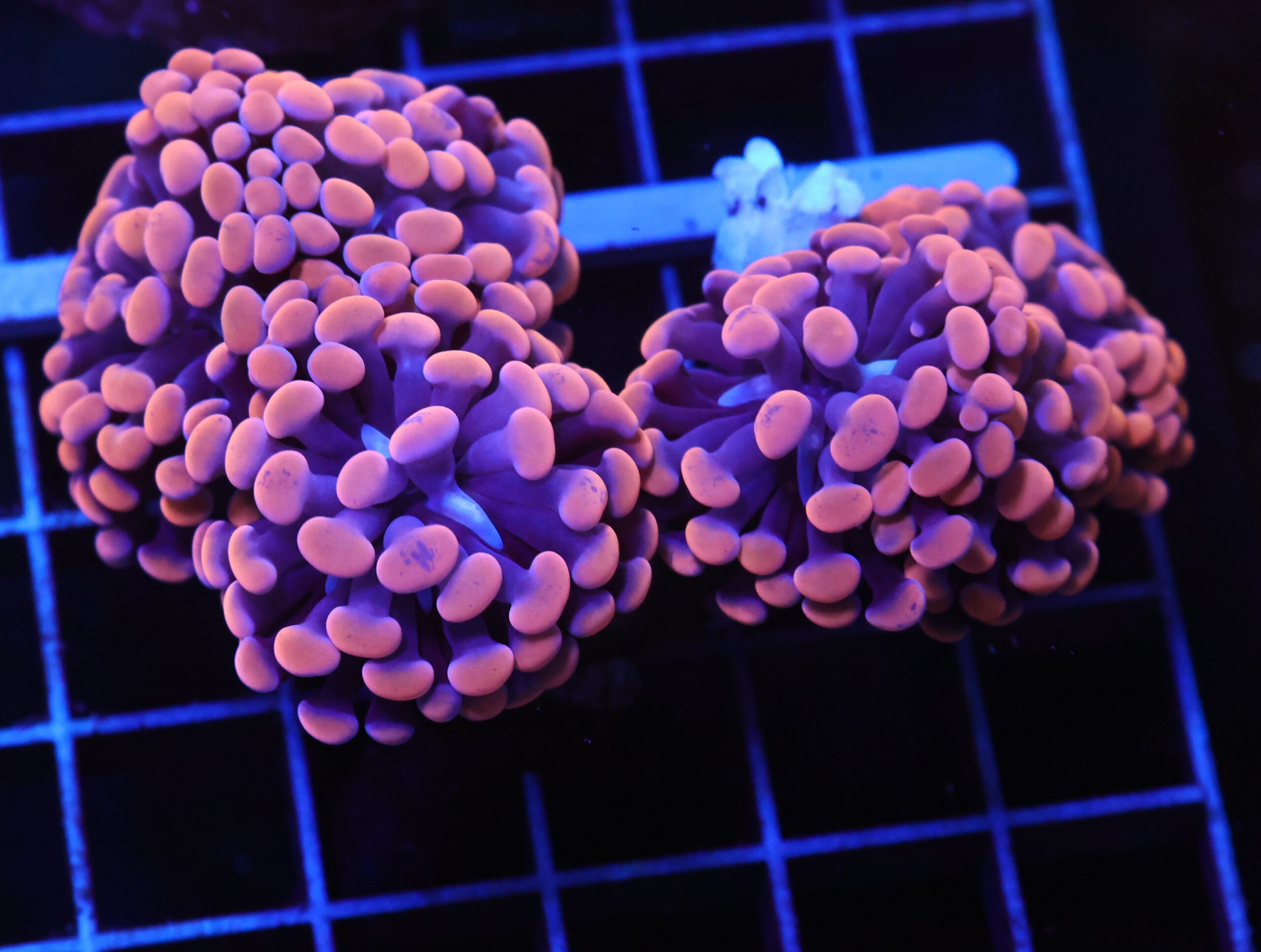 D100 - INDO HAMMER BRANCH ORANGE 7 HEAD