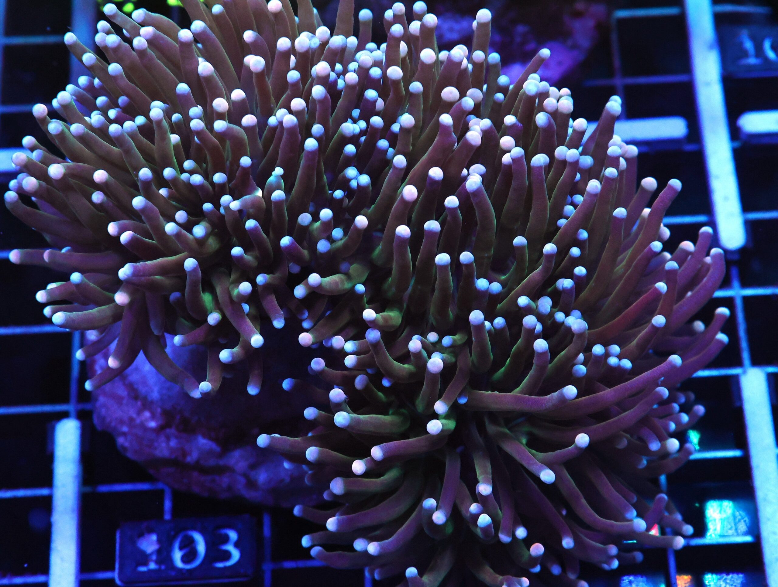 D103 - INDO TORCH BICOLOR 4 HEAD