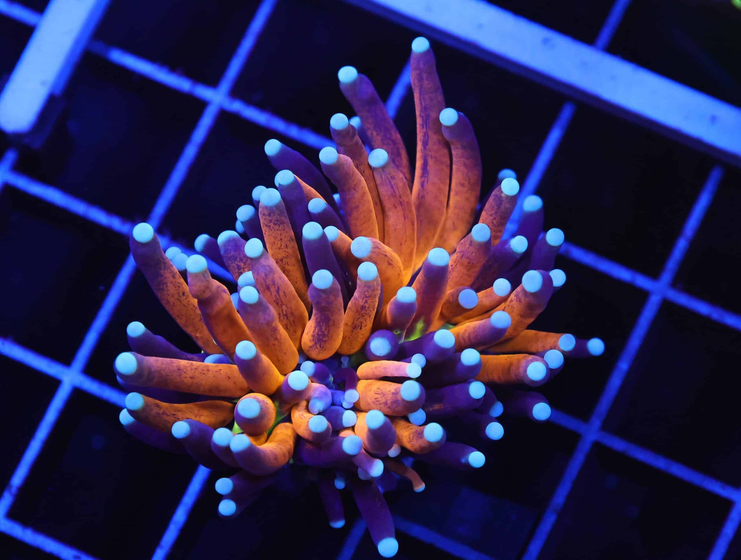 D102 - MALAYSIAN TORCH GOLD TIGER 1 HEAD