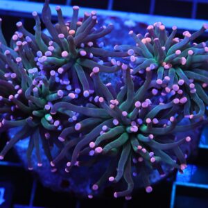 D104 - INDO TORCH COTTON CANDY 4 HEAD