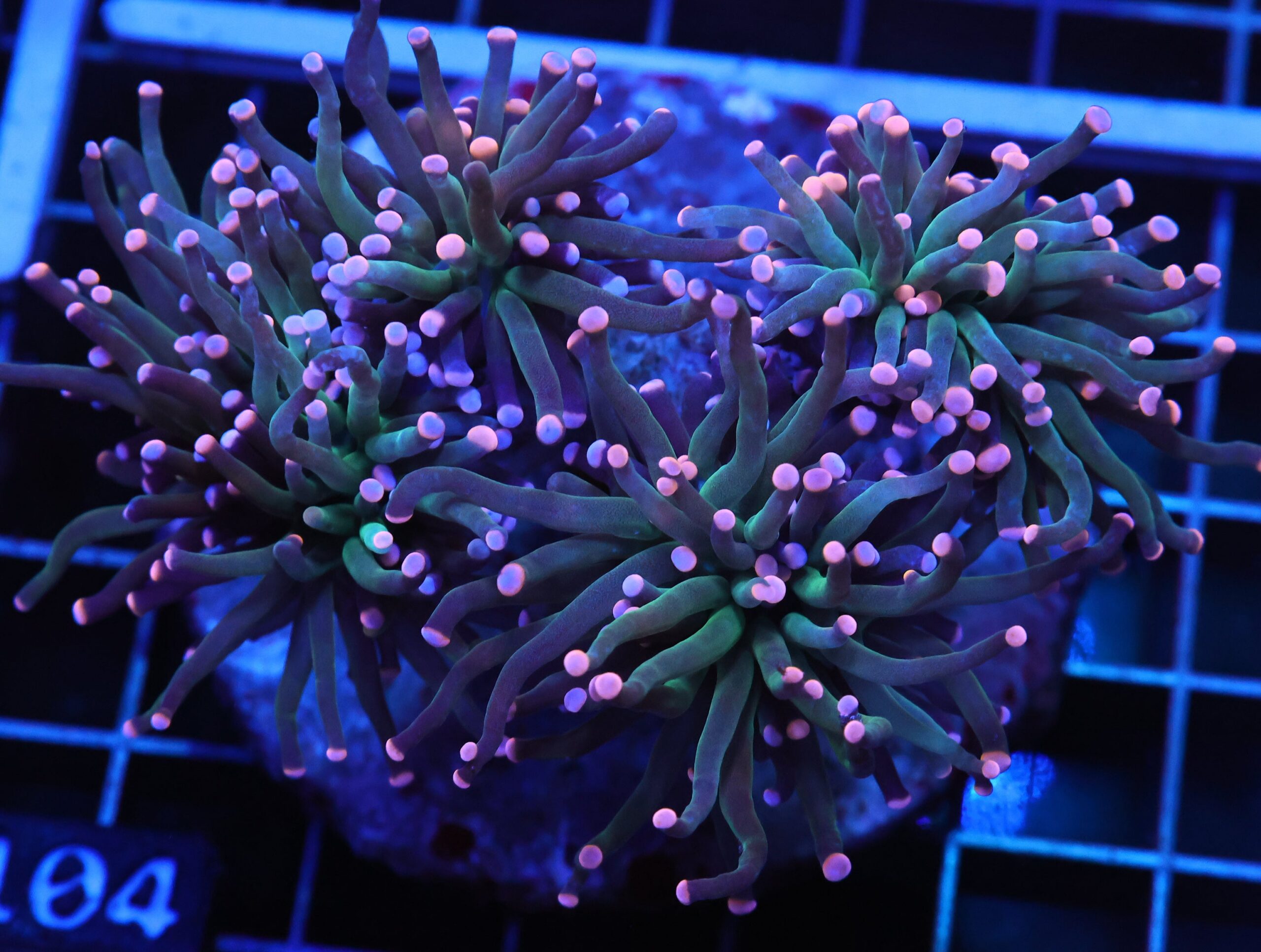 D104 - INDO TORCH COTTON CANDY 4 HEAD