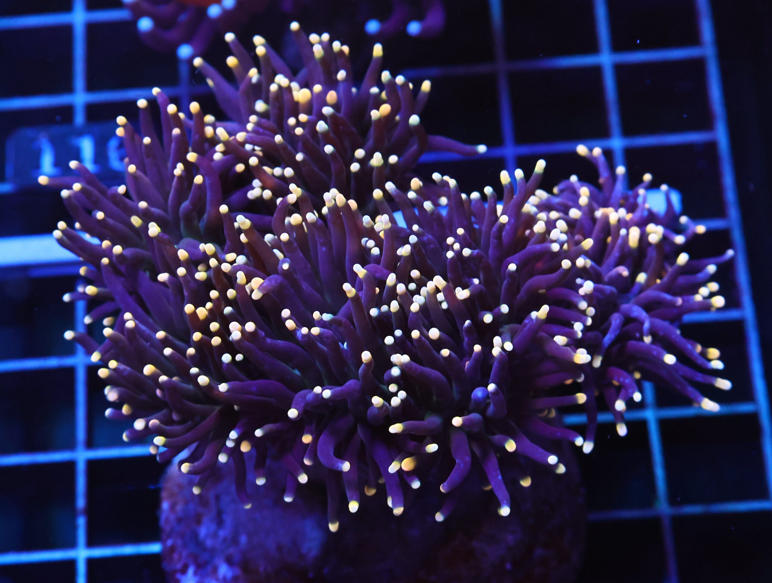 D105 - INDO TORCH BLACK LIGHT 6 HEAD