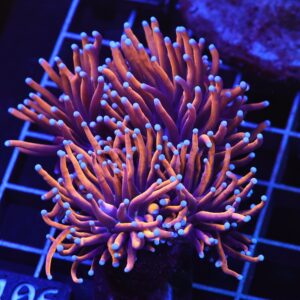 D106 - INDO TORCH GOLD VARIANT 3 HEAD