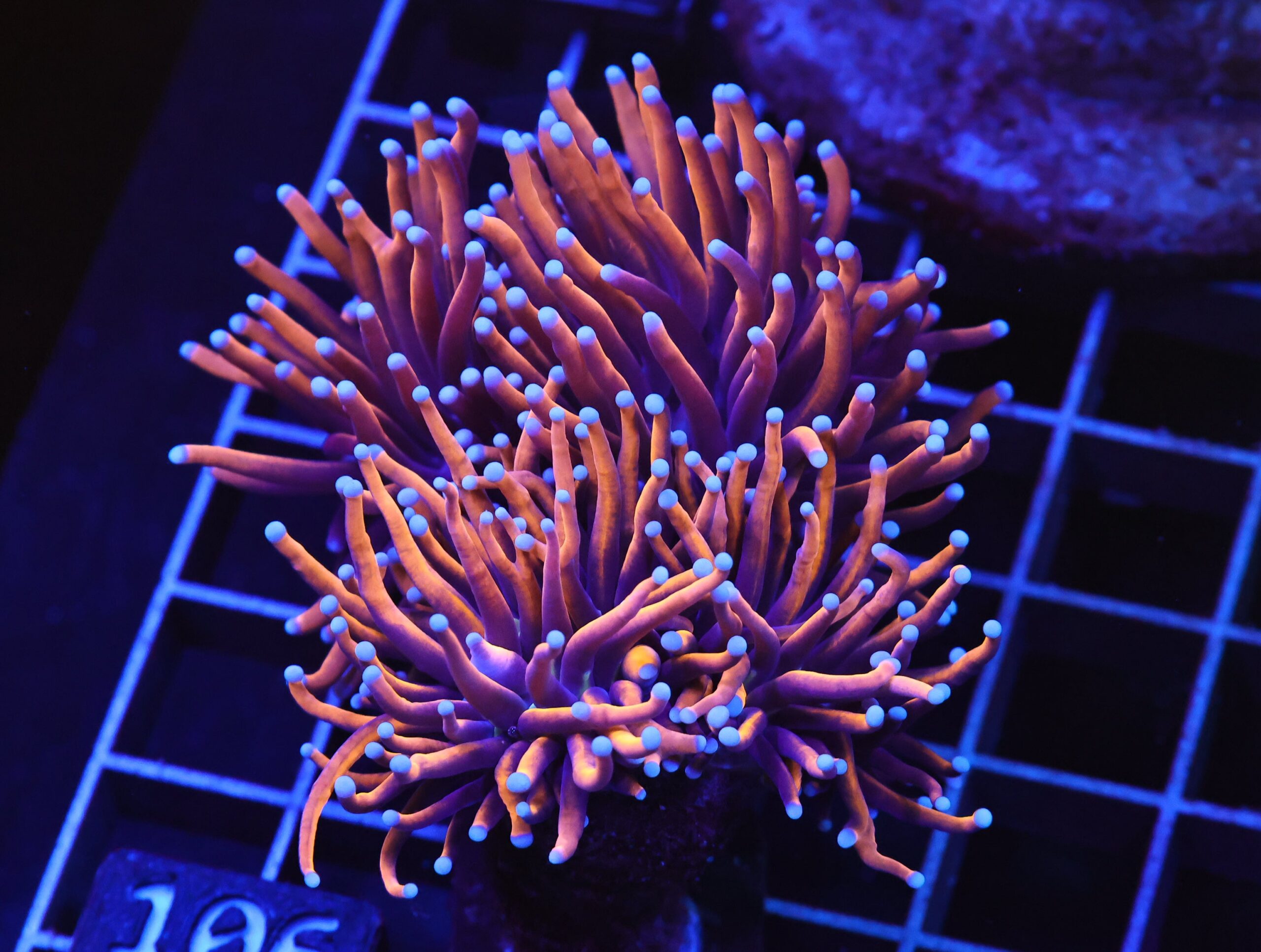 D106 - INDO TORCH GOLD VARIANT 3 HEAD