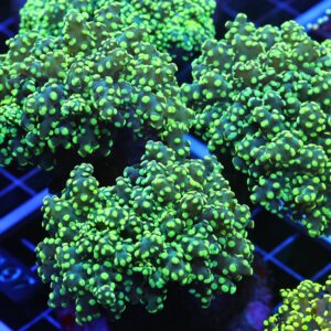 D107 - INDO FROGSPAWN BRANCH LEMON LIME 6 HEAD