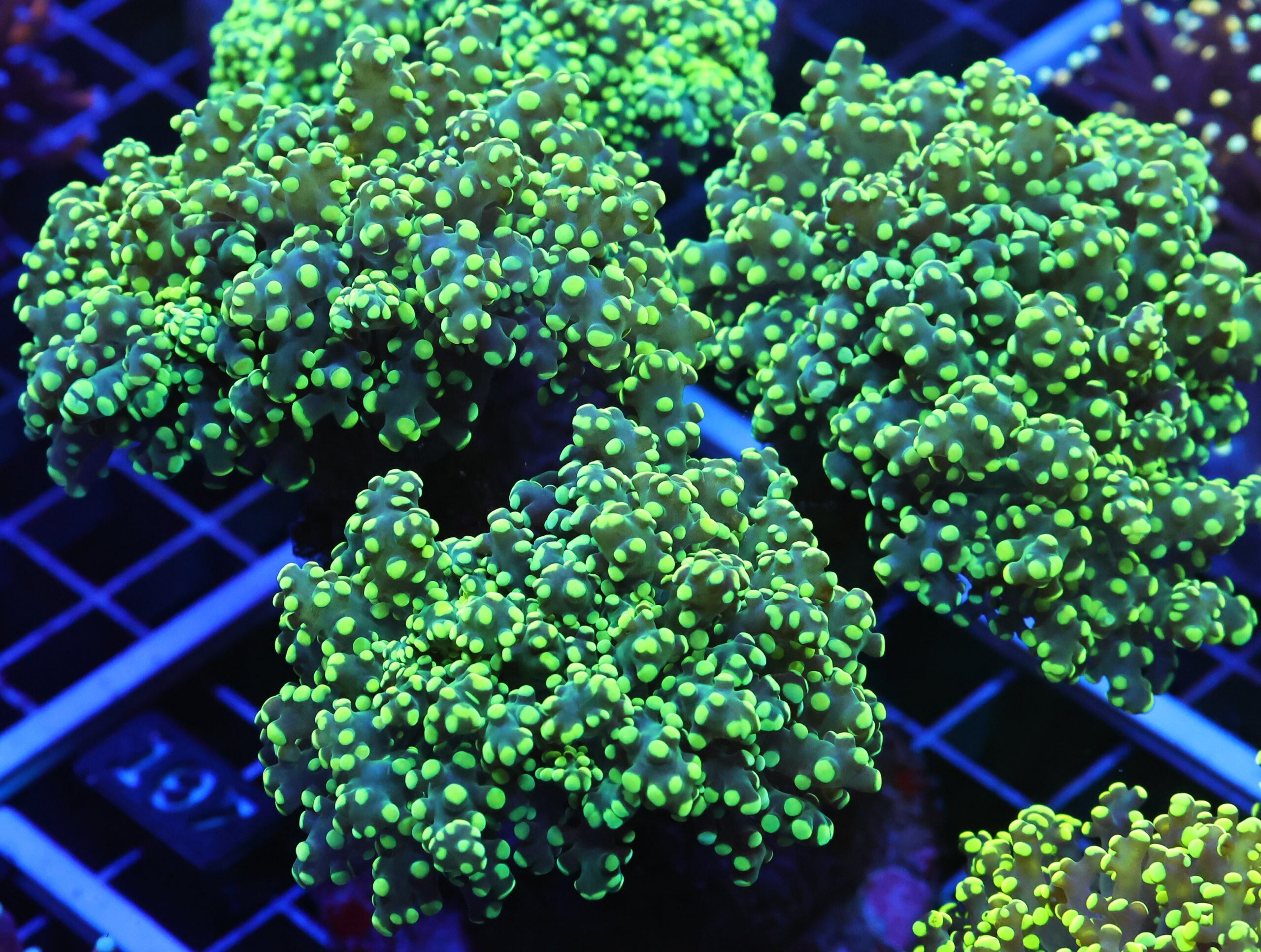 D107 - INDO FROGSPAWN BRANCH LEMON LIME 6 HEAD