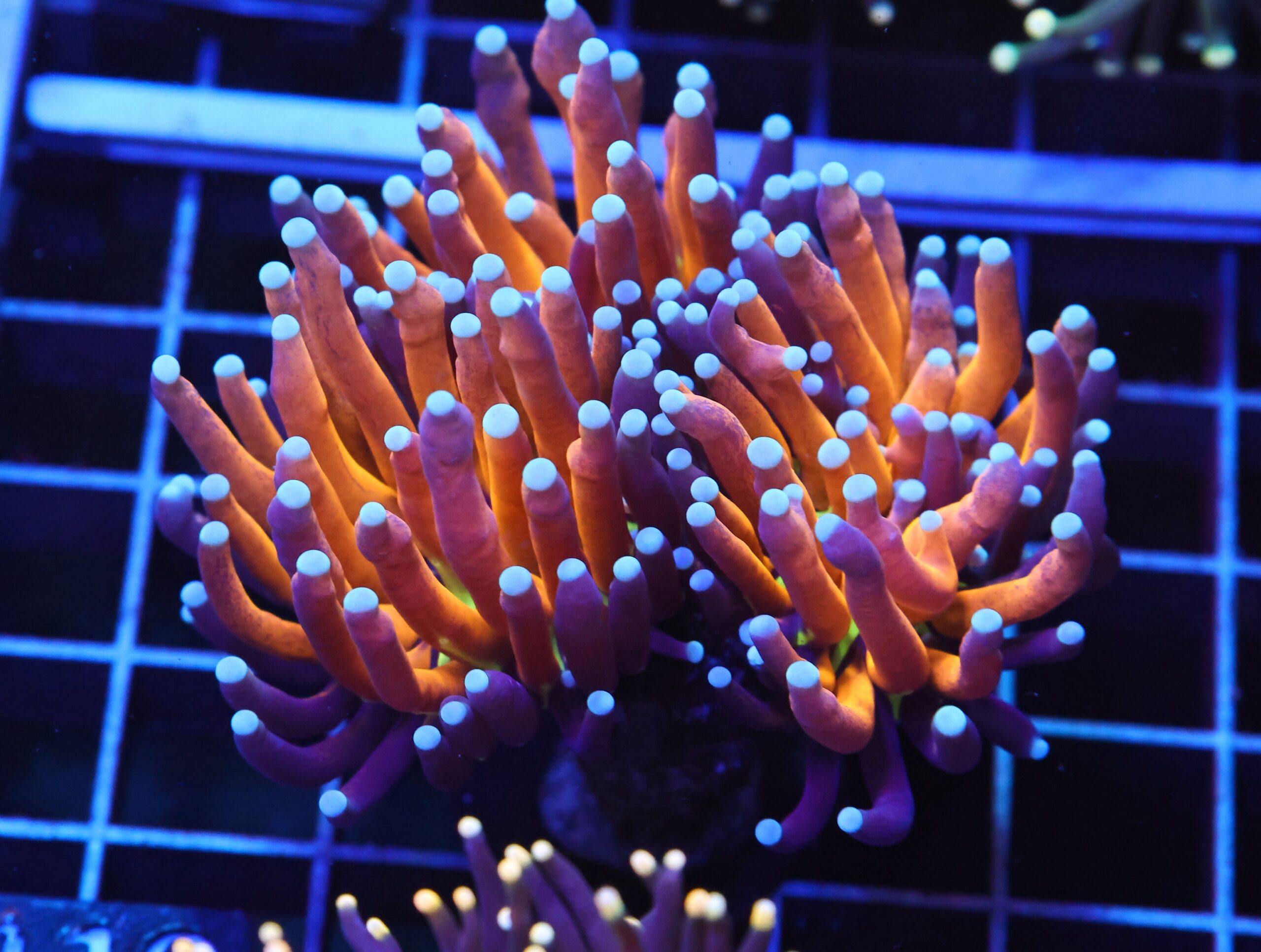 D110 - MALAYSIAN TORCH GOLD TIGER 2 HEAD