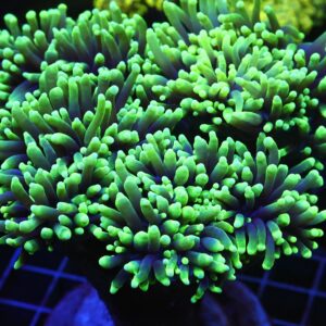 D111 - INDO TORCH GREEN 6 HEAD