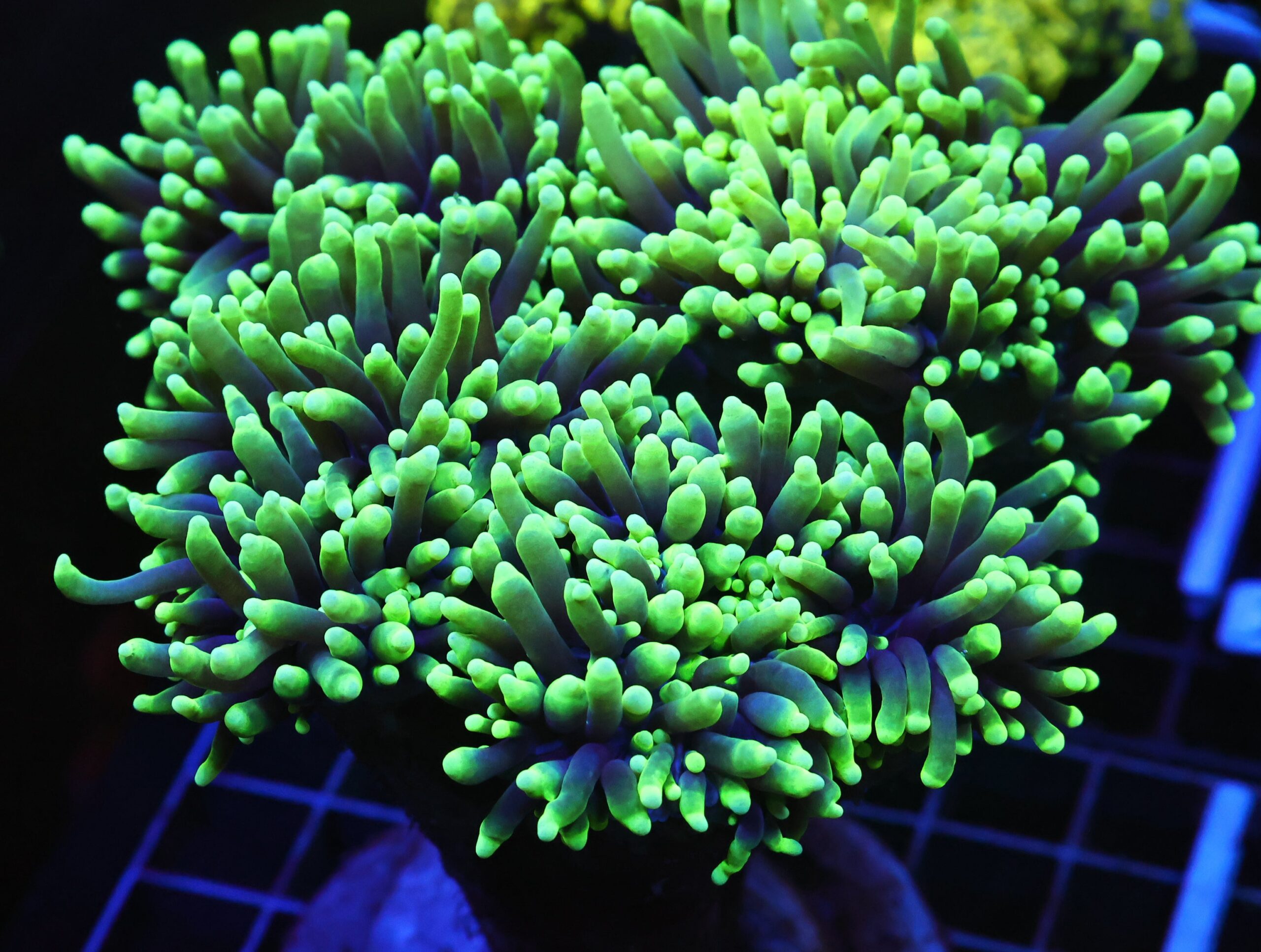 D111 - INDO TORCH GREEN 6 HEAD