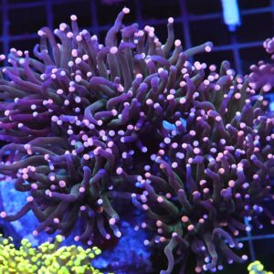 D113 - INDO TORCH COTTON CANDY 5 HEAD