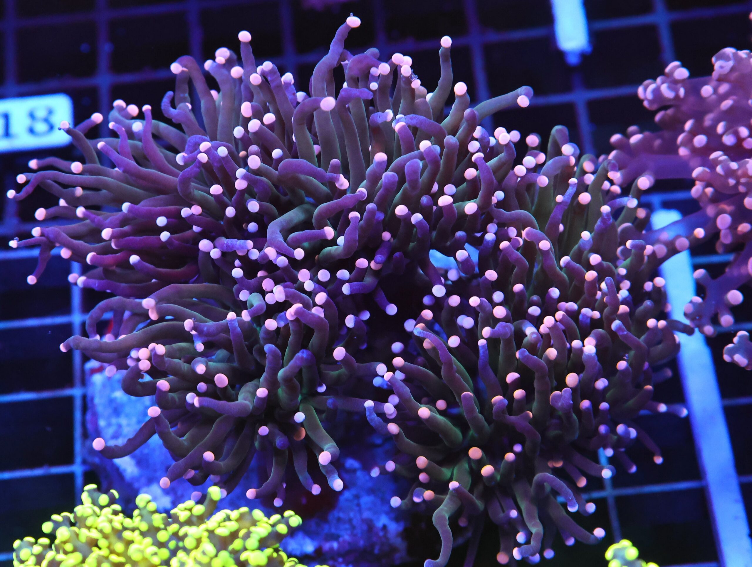 D113 - INDO TORCH COTTON CANDY 5 HEAD