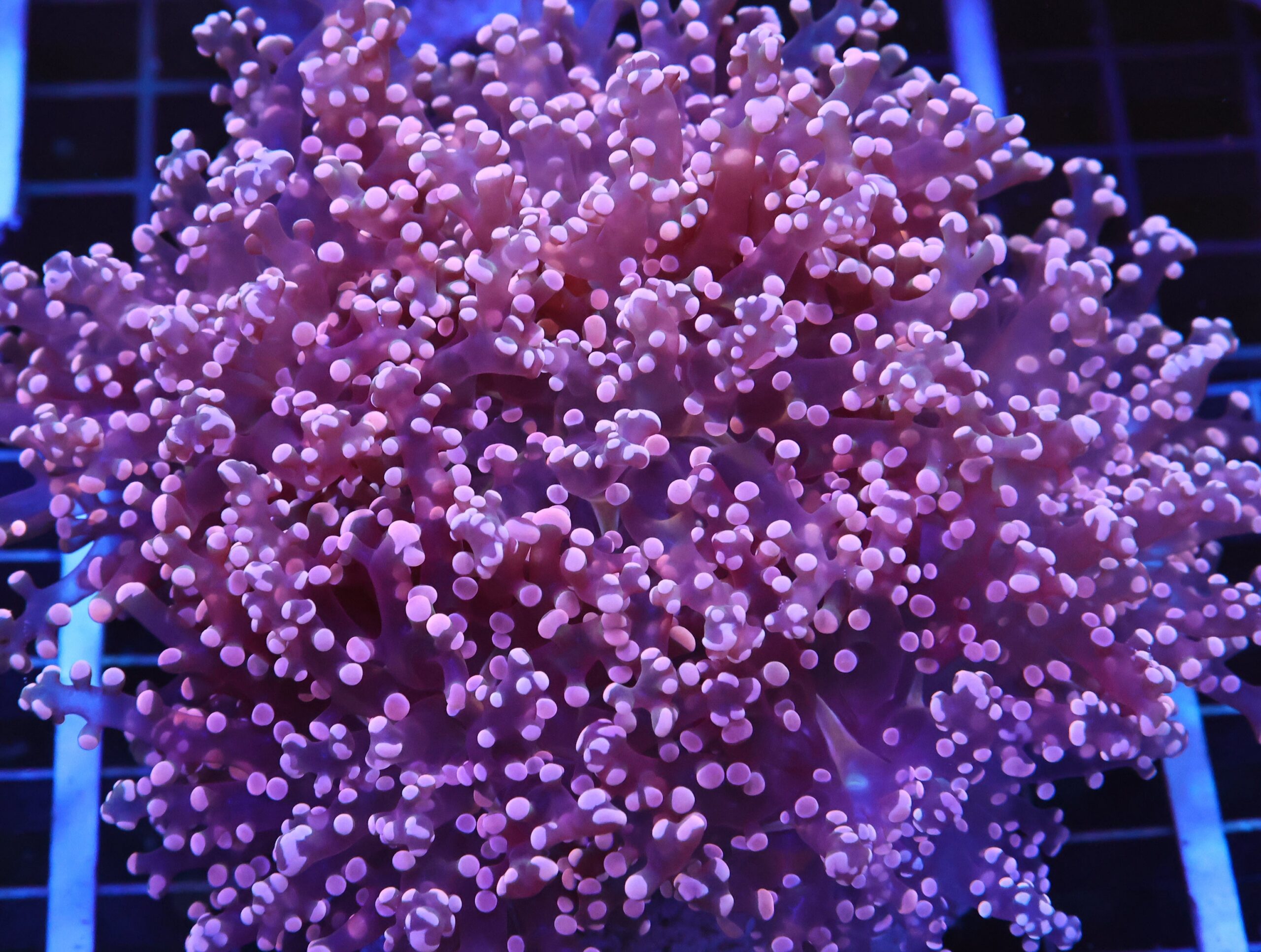 D114 - INDO FROGSPAWN BRANCH 7 HEAD