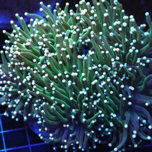 D115 - INDO TORCH BICOLOR 5 HEAD