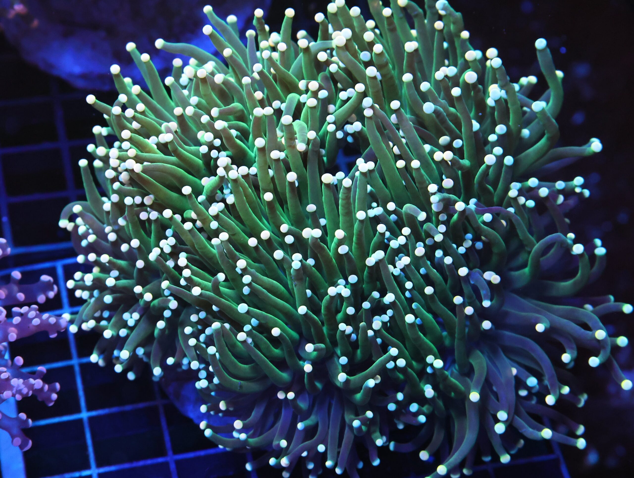 D115 - INDO TORCH BICOLOR 5 HEAD