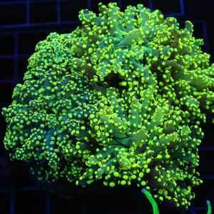 D116 - INDO FROGSPAWN BRANCH GAMMA RAY 5 HEAD