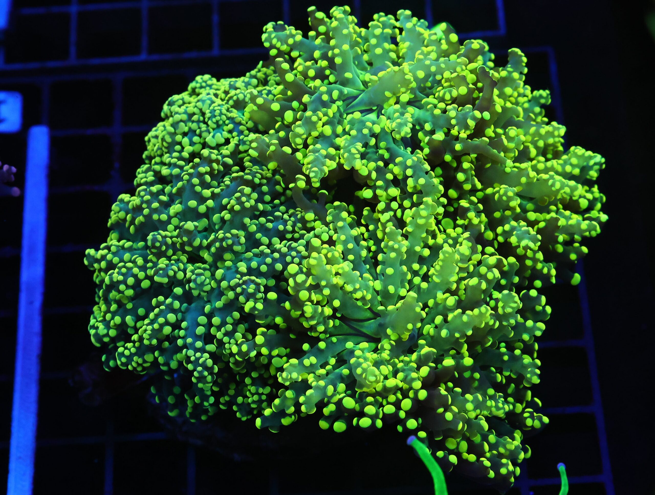 D116 - INDO FROGSPAWN BRANCH GAMMA RAY 5 HEAD