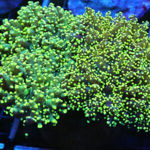 D118 - INDO FROGSPAWN BRANCH GAMMA RAY 6 HEAD