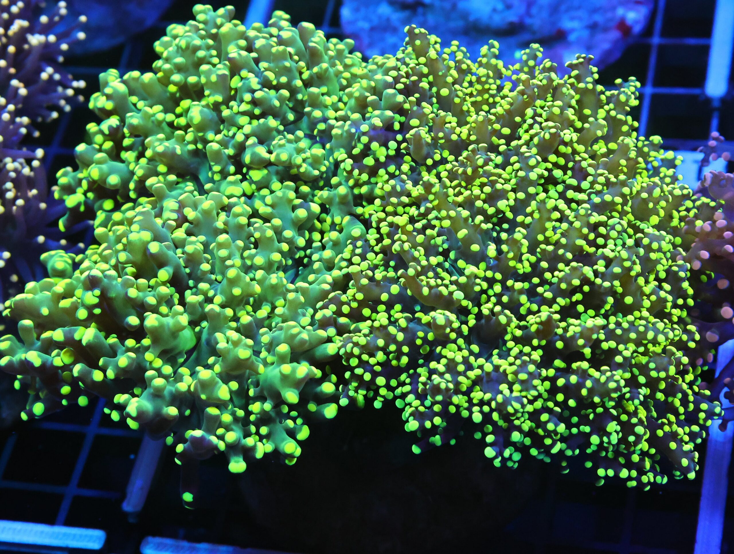 D118 - INDO FROGSPAWN BRANCH GAMMA RAY 6 HEAD