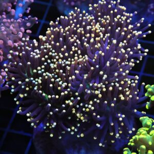 D119 - INDO TORCH BLACK LIGHT 9 HEAD